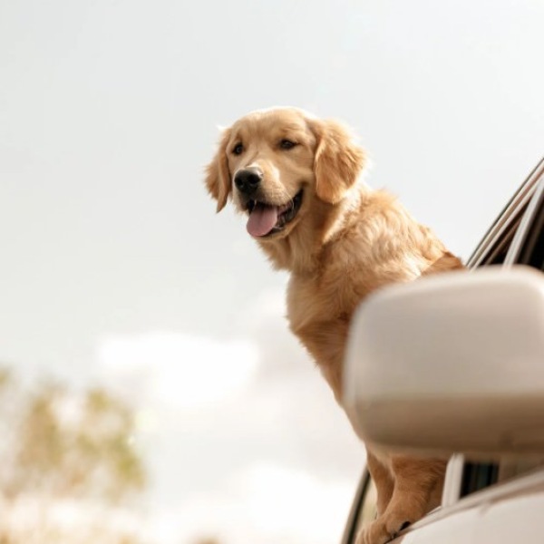 We love our furry friends! a dog hanging out of a car window