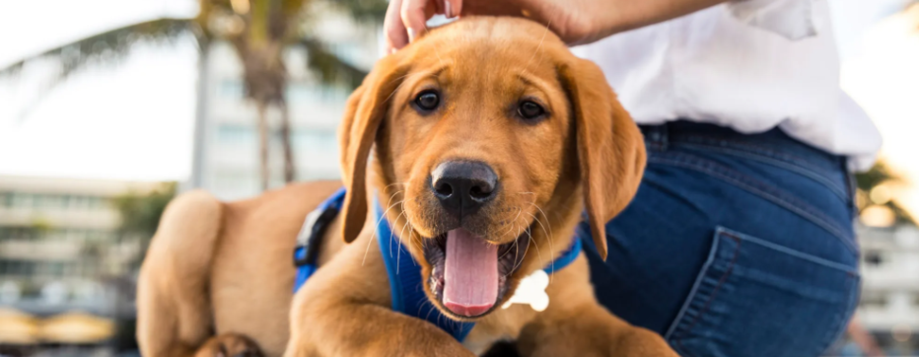 Tips for Living with Pets 