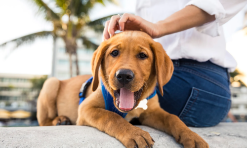 Tips for Living with Pets Cover Image